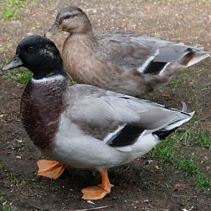 Call ducks