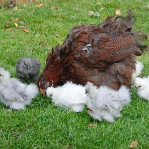 Janet with her chicks
