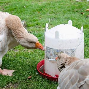 Our Buff Dewlap Toulouse girls inspecting the waterer