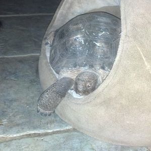 My tortoise