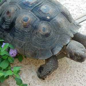 My Tortoise