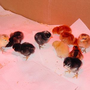 Our first group of baby chicks ever. Yolk-O and Hazel are still with us.