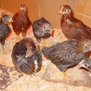 Same group when they were getting ready to go outside. You can see Horatio, the RIR rooster in the back on the right. We were starting to wonder if he was a Roo since he was getting that big comb. (He was the "extra" chick sent to us by the hatchery.)