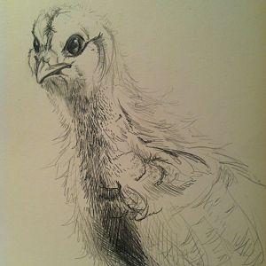 Drawing of a Dark Brahma chick done for me by a BYC member.