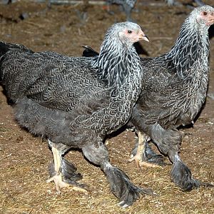 Talullah and Twila, Dark Brahamas