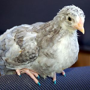 Olive Egger pullet