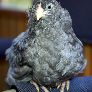 Olive Egger pullet