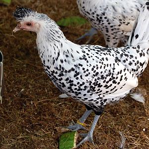 yellow/pullet 20 weeks
