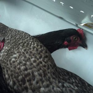 Cuckoo Marans not happy to be in a tote on moving day.