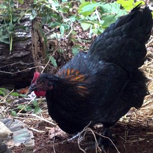 French Black Copper Marans