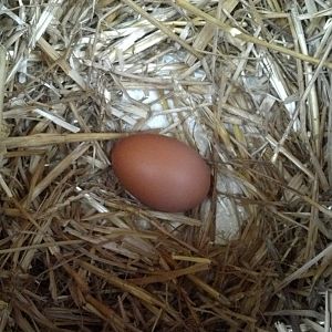 First egg the same day all the chicks were moved.