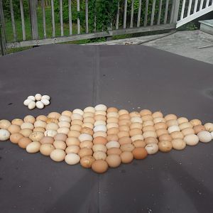 Eggs I had to toss while quaratining my rescues