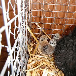 three little silkies with mama Spaz, my Frizzle broody