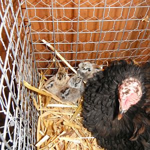 three little silkies with mama Spaz, my Frizzle broody