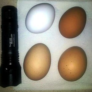 Whitey top left, Greenfoot top right, new chicken, (possibly RIR Scalyfoot coming out of her molt) & a new egg bottom left, b/c it doesn't look like bluefoots