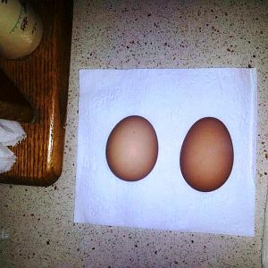 Bluefoots & Greenfoots egg (greenfoots are always longer & heavier & totally smooth & darker red for some reason)