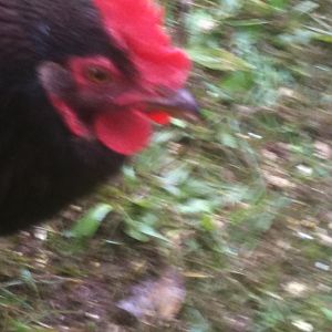 Hen or Roo?