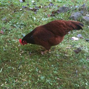 Hen or Roo?