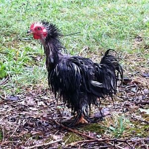 Very wet Bantam Cochin Frizzle