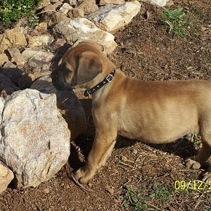 My Bull Mastiff Klaus 2 days after his arrival into my life. He is now more than a hundred pounds but is still a very clumsy trouble maker puppy