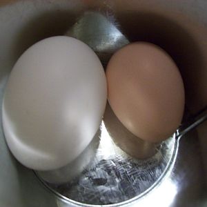 Lots of differences in the store and the first egg