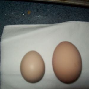 This is a day one egg compared to what she laid on day 6~~~big difference!!