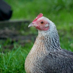 Silver Duck-wing Old English Game bantam hen.