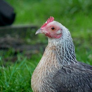 Silver duckwing OEG bantam hen.