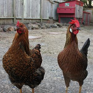 Golden Laced and Brown Leghorn