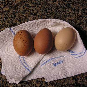 2 Welsummer eggs and a RIR.
