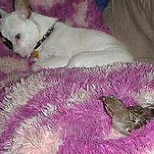 Sleep on your own side! My pet sparrow I used to have and my dog would share my pillow.