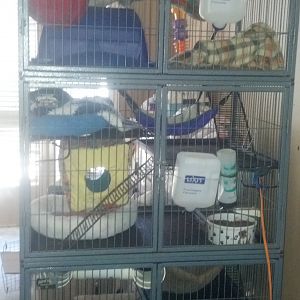 MY multi level ferret cage.