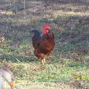 Cluck Norris the fearless roster. 
A very beautiful Rhode Island Red roster that was given to me and has been taken care of my 10 chickens flock. (the 10 Marias, girls band)
5 red stars and 5 white leghorn that i got from Southern States.
The photo Bomber is Griselda one of the girls geese.