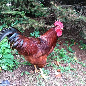 Our rooster, Big Red