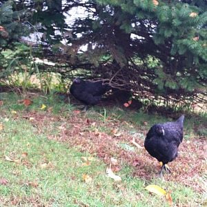 Black Australorps... Thing 1 and Thing 2