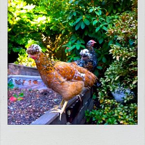 This is Lovisa, followed by Agda & our Bold-Eagle