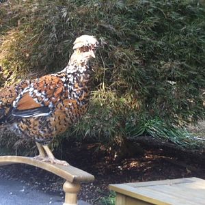 Agda, our curious and friendliest.  She loves to follow me around in the backyard.