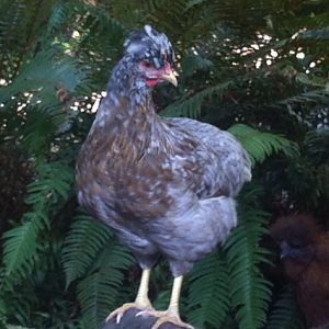 Elsa, gorgeous grey chickie.