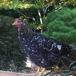 Bold-Eagle.  She's our only un-crested and my 5-year old named her since he thinks she looks like a bald eagle, howerver he thinks they are called bold eagles : )