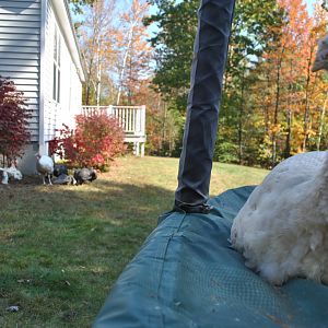 Rhett, watching over his flock