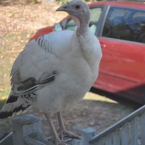 This is what you see when you look out the front door. Winnie perching wherever she wants!