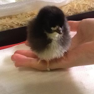 Chick 1