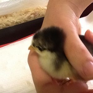 Chick 6