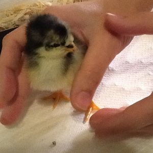 Chick 6