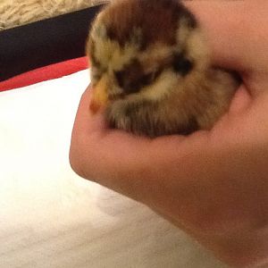 Chick 9