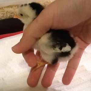 Chick 10