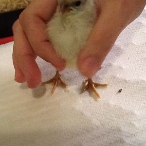 Chick 11