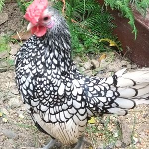 Bombadil-Silver Sebright Roo