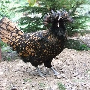 High Rhulian-Female Gold Laced Polish