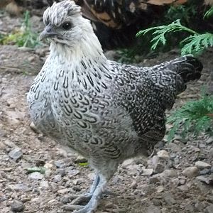 Buttons- Female Silkie/Sebright Cross